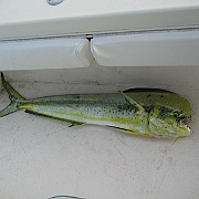 Picture 030